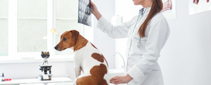 radiologia veterinaria